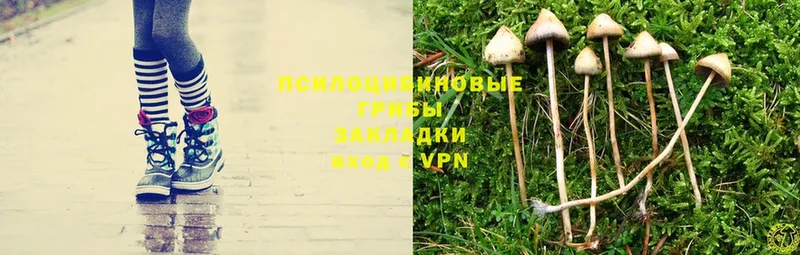 Галлюциногенные грибы Magic Shrooms  Весьегонск 